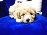 F1 Maltipoo Bebeklerim