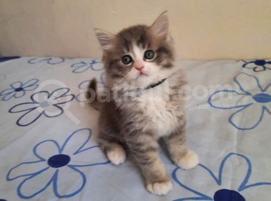 5 Kedi Hepside Erkek görsel