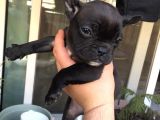 Sifir Kuyruk Sifir Burun Anne Baba Orji̇nal French Buldog