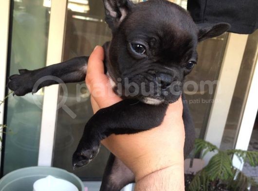 Sifir Kuyruk Sifir Burun Anne Baba Orji̇nal French Buldog görsel
