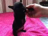 Sifir Kuyruk Sifir Burun Anne Baba Orji̇nal French Buldog