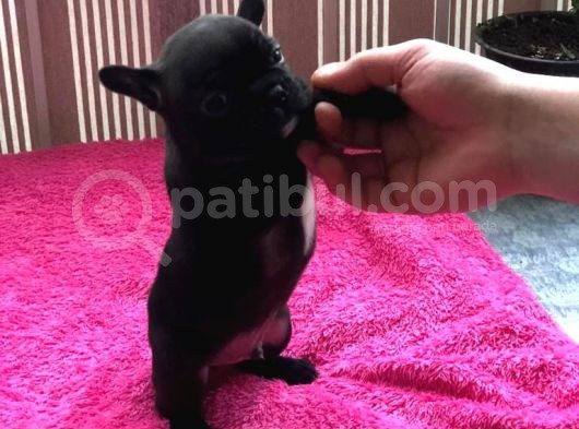 Sifir Kuyruk Sifir Burun Anne Baba Orji̇nal French Buldog görsel