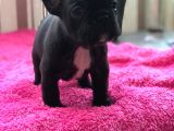 Sifir Kuyruk Sifir Burun Anne Baba Orji̇nal French Buldog