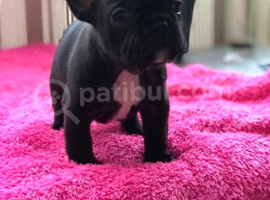Sifir Kuyruk Sifir Burun Anne Baba Orji̇nal French Buldog