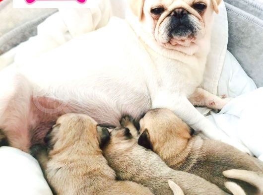 Pug Mops Kusursuz Anatomi görsel