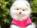 Safkan Teddy Face Pomeranian Yavrularımız