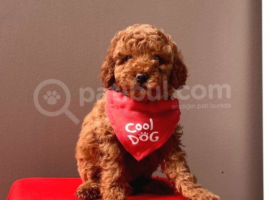 Safkan Toy Poodle Yavrular