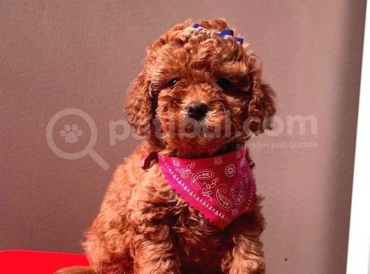 Safkan Toy Poodle Yavrular görsel