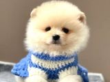 Safkan Teddy Face Pomeranian Yavrularımız