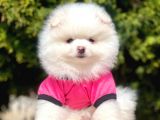 Safkan Teddy Face Pomeranian Yavrularımız
