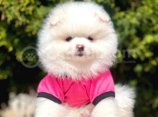 Safkan Teddy Face Pomeranian Yavrularımız