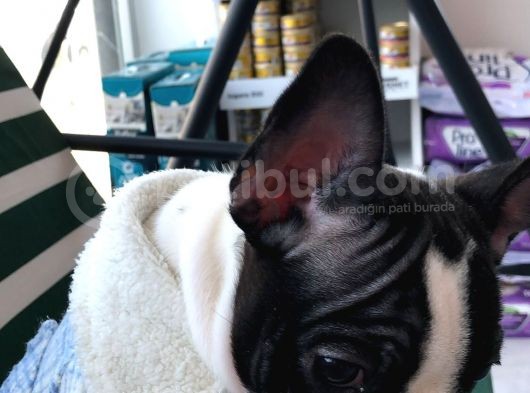 Fransız Bulldog Yavru görsel