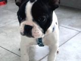 Fransız Bulldog Yavru