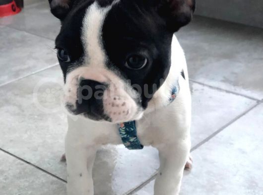 Fransız Bulldog Yavru görsel