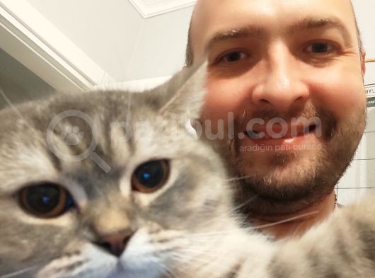 Tabby British Shorthair görsel