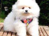 Pomeranian Boo Teddy Bear Yavrular