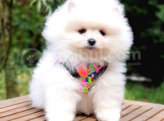 Pomeranian Boo Teddy Bear Yavrular