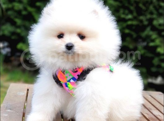 Pomeranian Boo Teddy Bear Yavrular görsel