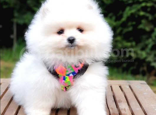 Pomeranian Boo Teddy Bear Yavrular görsel