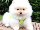 Pomeranian Boo Teddy Bear Yavrular