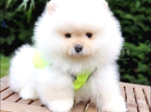 Pomeranian Boo Teddy Bear Yavrular görsel