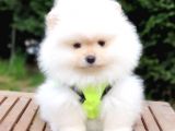Pomeranian Boo Teddy Bear Yavrular