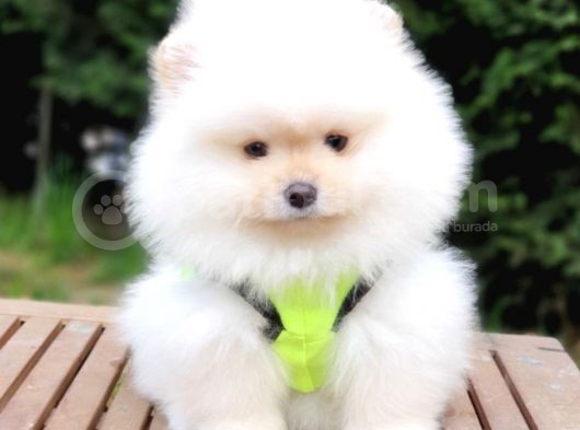 Pomeranian Boo Teddy Bear Yavrular görsel