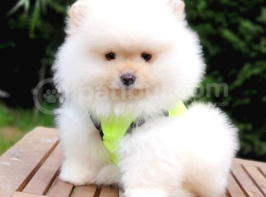 Pomeranian Boo Teddy Bear Yavrular görsel
