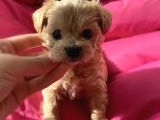Maltipoo Dizayn Irk Sevimli Mini Boy Yavrular