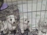 Pamuklarımız Yeni Ailelerini Bekliyor