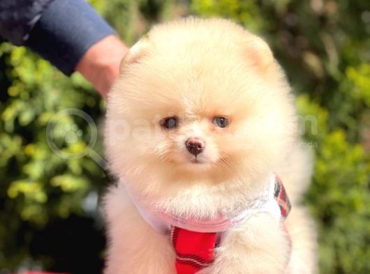Teddy Face Pomeranian Bol Tüylü Yavrular görsel