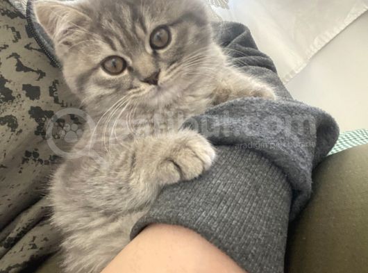 British Shorthair görsel