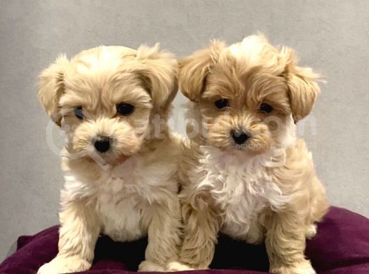 Maltipoo Dizayn Irk Sevimli Mini Boy Yavrular görsel