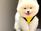 Pomeranian Teddy Face Erkek Yavrumuz
