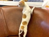 Sevimli Chihuahua Erkek Yavrumuz