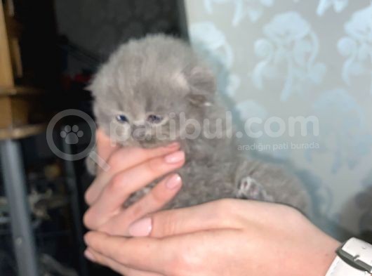 Scottish Fold Dişi Yavrular görsel