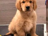 Golden Retriever Yavrular