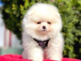 Ayı Surat Sevimli Mini Boy Pomeranian