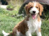Particolour Labradoodle Tüy Dökmeyen Alerji Yapmayan Irk