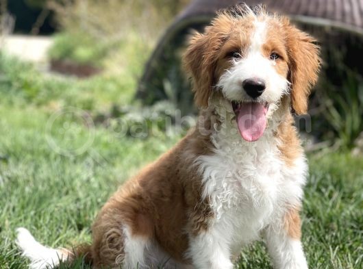 Particolour Labradoodle Tüy Dökmeyen Alerji Yapmayan Irk