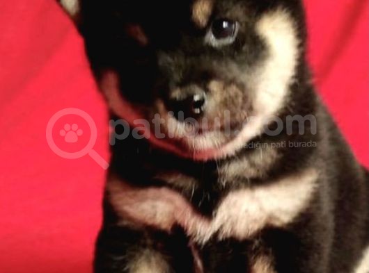 Shiba Inu Yavruları Anne Baba Secereli Irk Garantili görsel