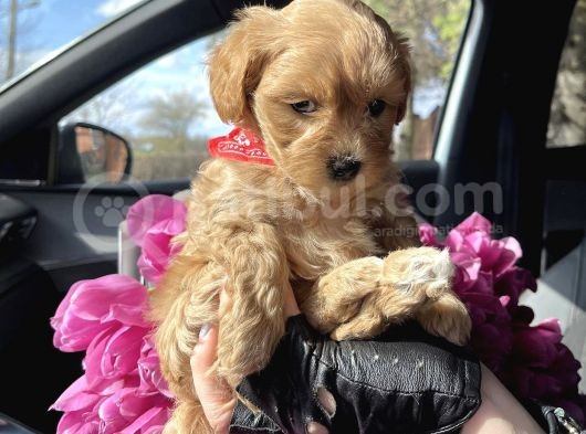 Maltipoo Dizayn Irk Sevimli Yavrular görsel