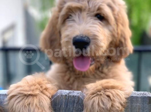 Labradoodle Hypoallergenik Irk Türkiyenin Tek Orjinal Yavruları görsel