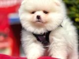 Ayı Surat Sevimli Mini Boy Pomeranian