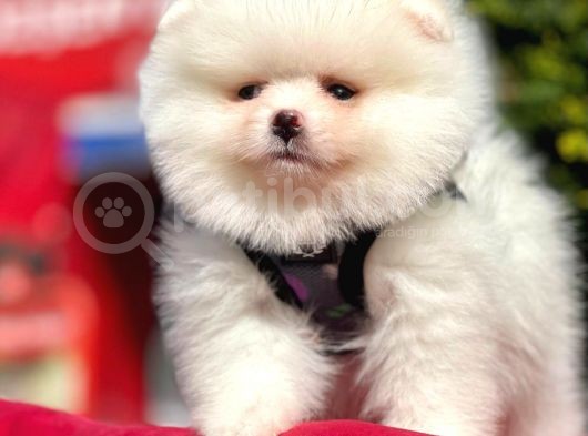 Ayı Surat Sevimli Mini Boy Pomeranian görsel