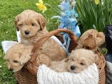 Maltipoo Dizayn Irk Sevimli Yavrular