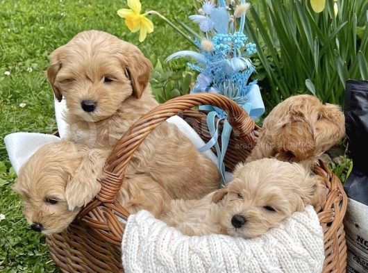 Maltipoo Dizayn Irk Sevimli Yavrular görsel