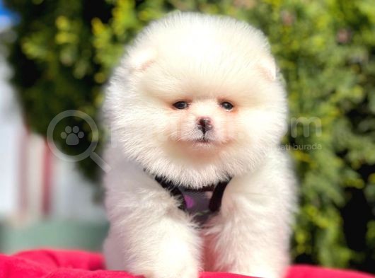 Safkan Pomeranian Boo Yavrularımız