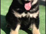 Shiba Inu Yavruları Anne Baba Secereli Irk Garantili