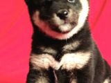 Shiba Inu Yavruları Anne Baba Secereli Irk Garantili